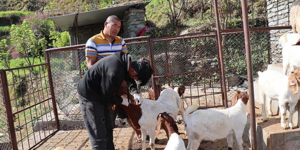 “पशुलाई रोगबाट जोगाउन पूर्णखोप अभियान सञ्चालन गर्ने कुरा कहाँ पुगेको छ त”?